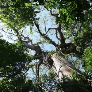 View into the crown of a jungle tree