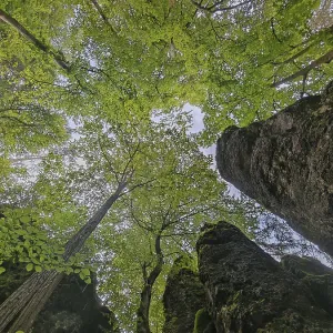 View from below of a dense forest with lush green canopy and tall rocks
