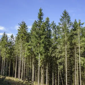 View of a dense forest with tall trees and blue sky in the background View of a dense forest with tall trees and blue sky in the background