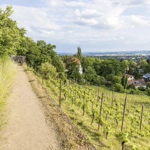 View of the Elbe and Dresden, Royal Vineyard Wachwitz View of the Elbe and Dresden, Royal Vineyard Wachwitz