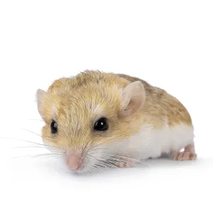 Front view of Fat tailed gerbil aka Pachyuromys duprasi