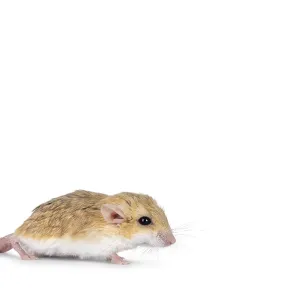 Side view of Fat tailed gerbil aka Pachyuromys duprasi