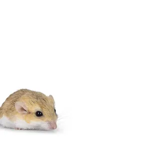 Side view of Fat tailed gerbil aka Pachyuromys duprasi