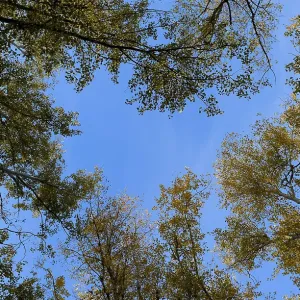 View from the bottom up in a forest of silver poplars View from the bottom up in a forest of silver poplars