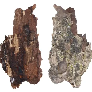 The top and bottom view of a fragment of aspen tree rotten bark with a colony of growing forest lichen