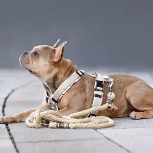 Side view of French Bulldog with dog harness with rope leash in front of gray wall
