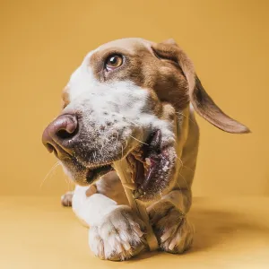 Front view funny dog eating bone