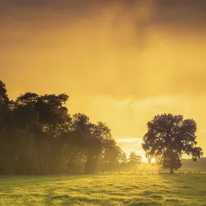 View over green meadows to a tree at the edge of a forest with an intense sunset