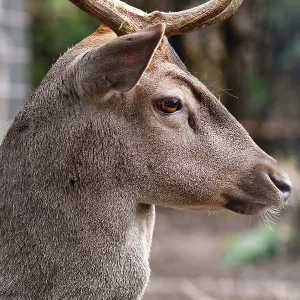 Side view of head of male Cervus nippon Shika deer with antlers