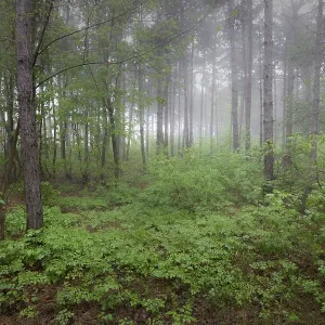 View inside of the foggy forest on the trees View inside of the foggy forest on the trees