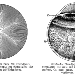 Front view of the lens of an adult