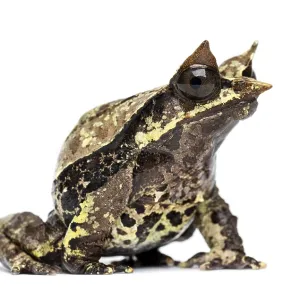 Side view of a Long-nosed horned frog Side view of a Long-nosed horned frog