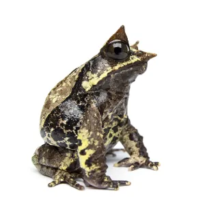 Side view of a Long-nosed horned frog looking at the camera Side view of a Long-nosed horned frog looking at the camera