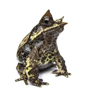 Side view of a Long-nosed horned frog looking at the camera Side view of a Long-nosed horned frog looking at the camera