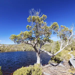 The view of mountain landscape around Wombat Pool on the Overland Track on a warm autumn morning in Cradle Mountain The view of mountain landscape around Wombat Pool on the Overland Track on a warm autumn morning in Cradle Mountain