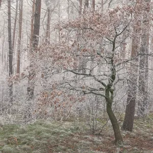 View of an oak tree frozen with hoarfrost in the forest View of an oak tree frozen with hoarfrost in the forest