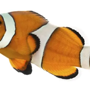Side View Print of Ocellaris Clownfish, Amphiprion ocellaris Side View Print of Ocellaris Clownfish, Amphiprion ocellaris