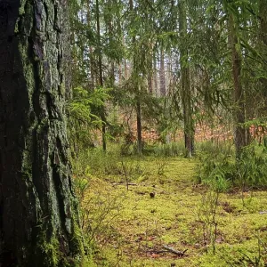 Bosque tranquilo con suelo cubierto de musgo y árboles altos Bosque tranquilo con suelo cubierto de musgo y árboles altos