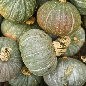 Top view of pile of green Kabocha squashes Top view of pile of green Kabocha squashes