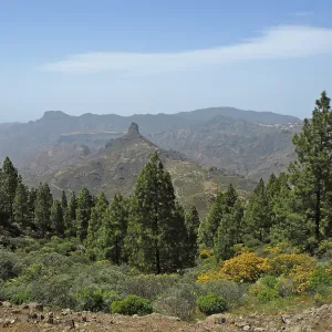 View of pine trees in mountainous landscape with blue sky View of pine trees in mountainous landscape with blue sky