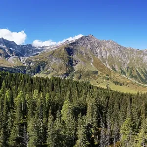 View over the Rauris primeval forest to the Hohe Sonnblick