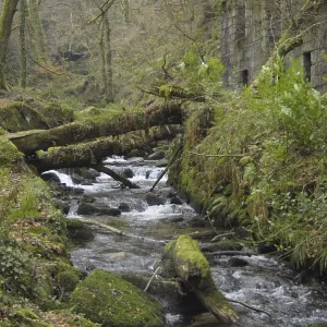 View of river flowing through deciduous woodland habitat