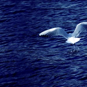 Back view of a seagull in the moment of trying to catch a fishi in the sea