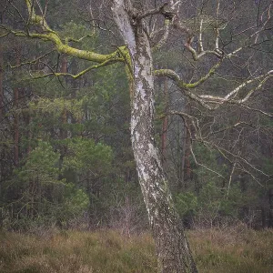 View of a single bike standing alone on a heath area