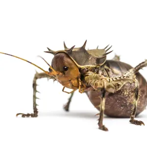 Side view of a Soldier Cricket Side view of a Soldier Cricket
