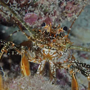 Front view of a spiny crayfish with striking eyes and distinctive pattern Front view of a spiny crayfish with striking eyes and distinctive pattern
