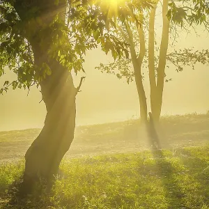 View sunrise on the edge of forest View sunrise on the edge of forest