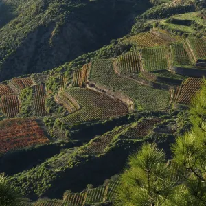 View of terraced fields in the midst of a green mountain landscape View of terraced fields in the midst of a green mountain landscape