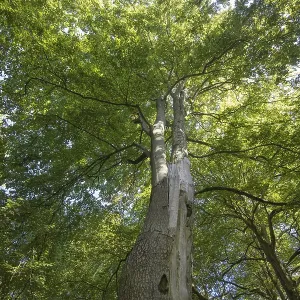 View into the tree canopy in the DarB primeval forest
