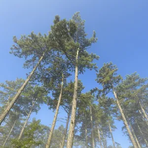 View in the tree tops of a pine forest in the morning with fog View in the tree tops of a pine forest in the morning with fog