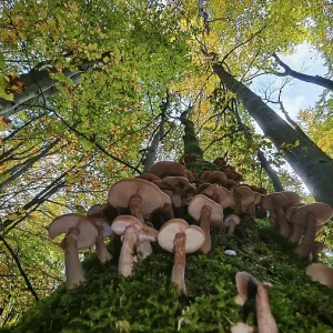 View along a tree trunk full of mushrooms up to the autumn-colored treetops and blue sky