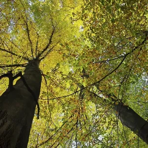 View of treetops with yellow-green leaves in autumn forest and sunlight