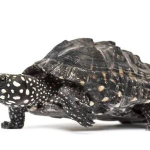 Side view of a Walking Black pond turtle Side view of a Walking Black pond turtle