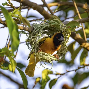 Village weaver (Ploceus cucullatus) Village weaver (Ploceus cucullatus)