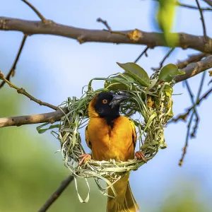 Village weaver (Ploceus cucullatus) Village weaver (Ploceus cucullatus)