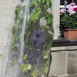 Vine with grapes with a net protected against birds Vine with grapes with a net protected against birds