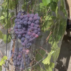 Vine with grapes with a net protected against birds Vine with grapes with a net protected against birds