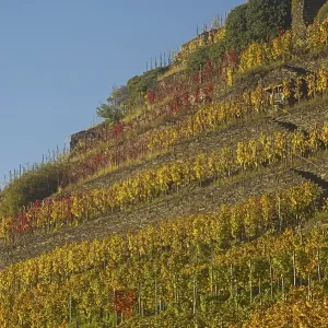 Vineyard in autumn, red wine-growing region of the Pinot Noir and Portuguese grape varieties
