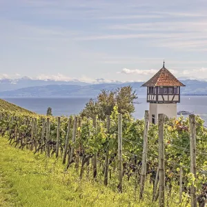 Vineyard small watchtower near Meersburg at the Lake Constanceance