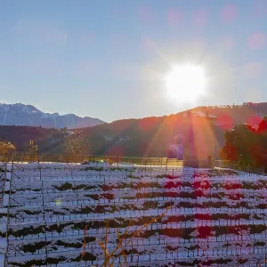 Vineyard with Snow in Winter and Sunbeam in Collina d'oro with Mountain in Lugano
