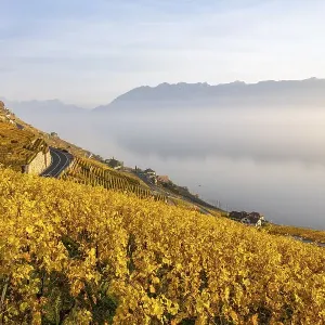Vineyards in autumn near Epesses Vineyards in autumn near Epesses
