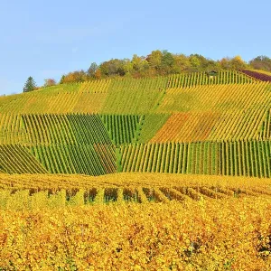 Vineyards in autumn, near Fellbach