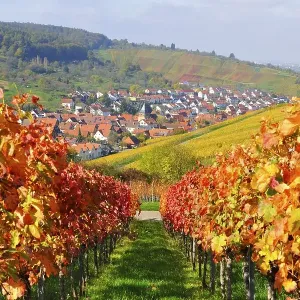 Vineyards in autumn, Weinstadt-Sruempfelbach