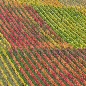 Vineyards, Baden-Wuerttemberg, Germany, Europe