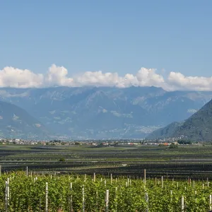 Vineyards in the valley in front of the mountains Vineyards in the valley in front of the mountains