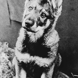 A vintage soviet photo of a domestic shepherd dog